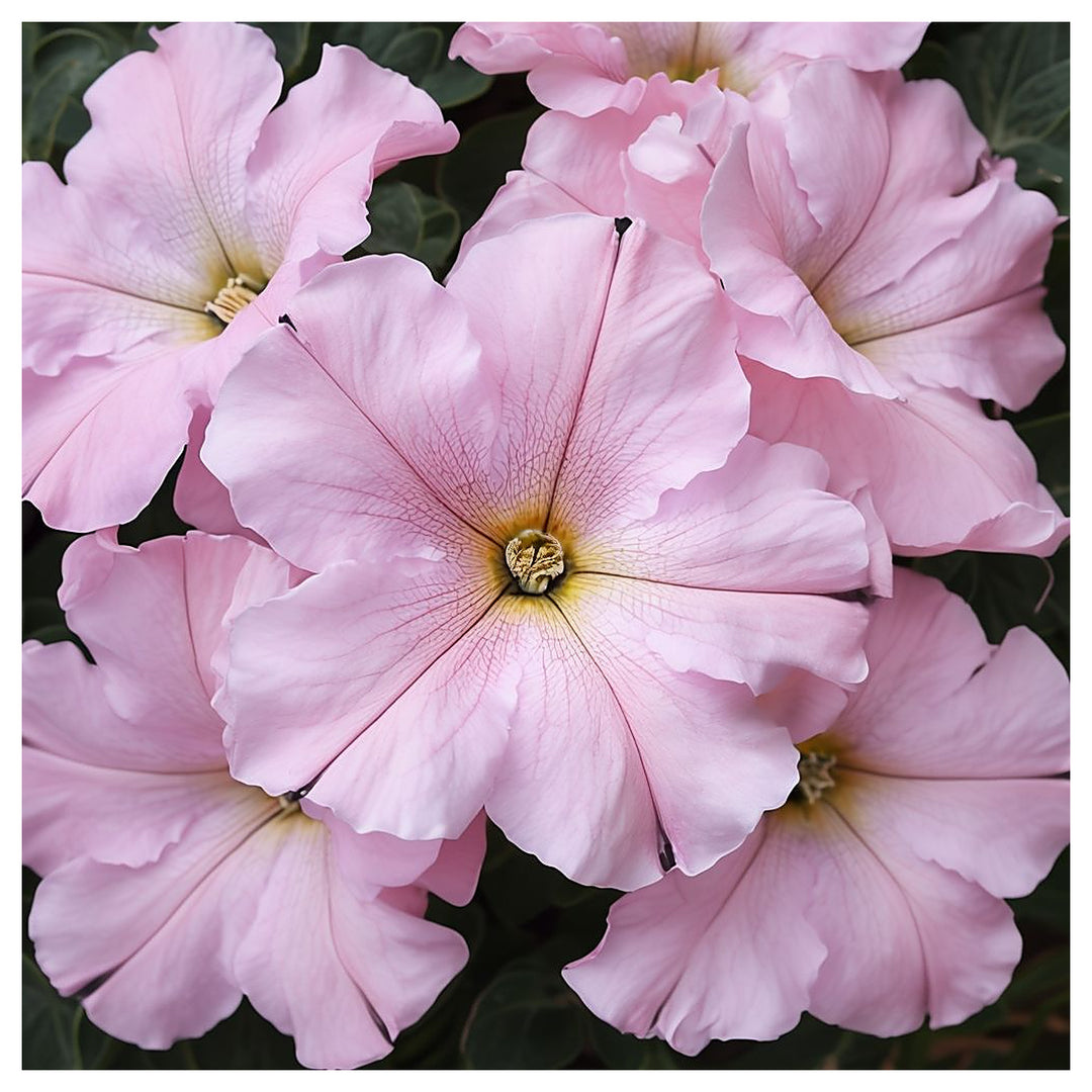 Baby Pink Petunia Hybrida Seeds for Planting - Heirloom, NON-GMO Flower Seeds - Easy-Grow Garden Blooms | Neera Seeds product photo [neera-v4-6016f6f2ccd7594ac490]
