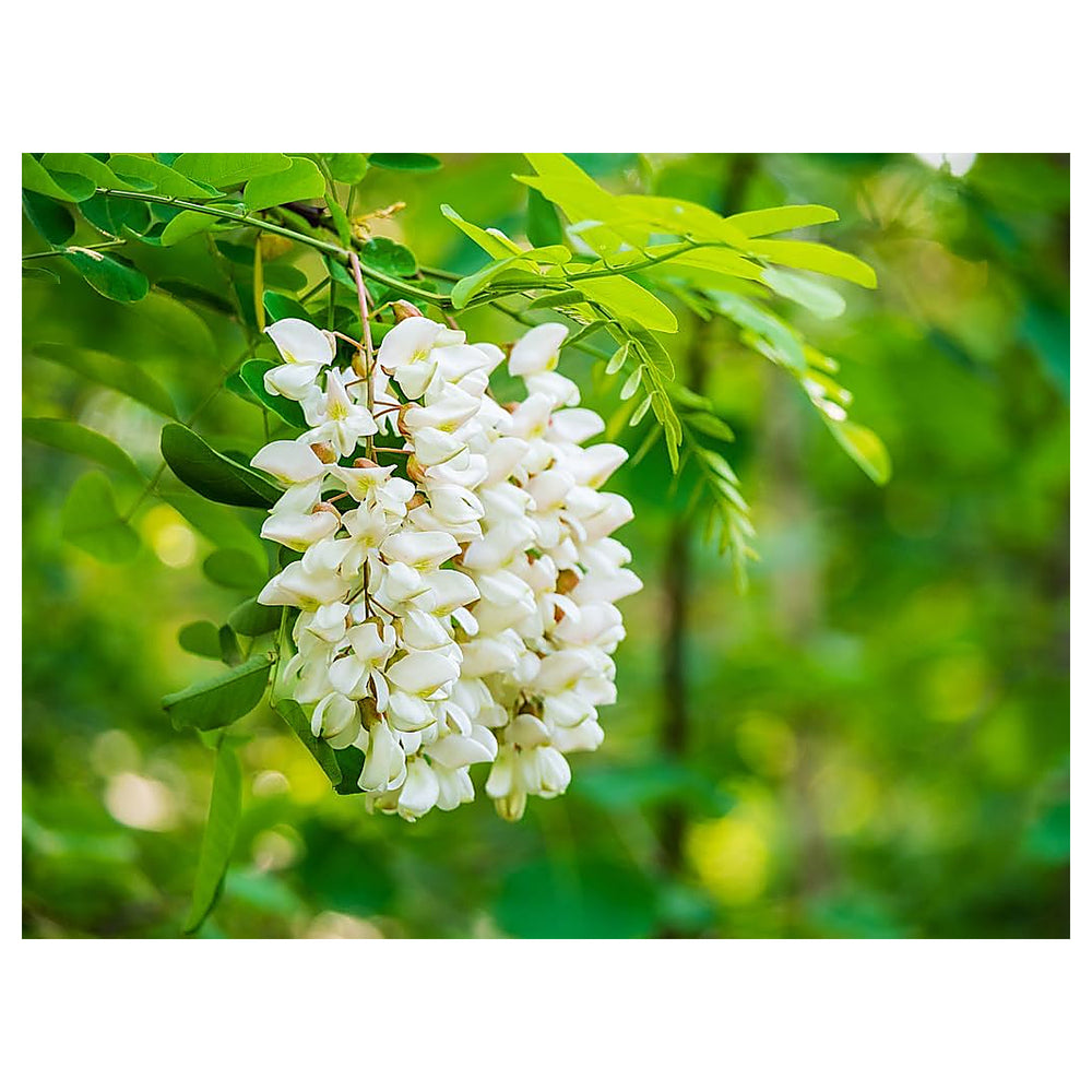 Pagoda Flower Seeds for Planting – Exotic Clerodendrum Paniculatum Blooms | Neera Seeds product photo [neera-v4-601ab8ba0f0b369403e7]