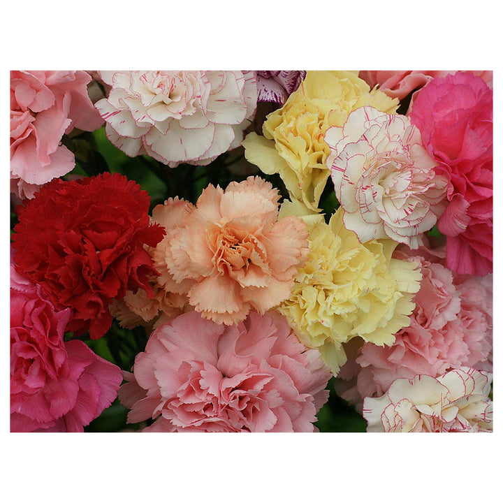 Violet Carnation Germination Varieties Dianthus Flower Sunflower More Flower Seeds for Home Garden | Neera Seeds product photo [neera-v4-6020f909946d69984667]