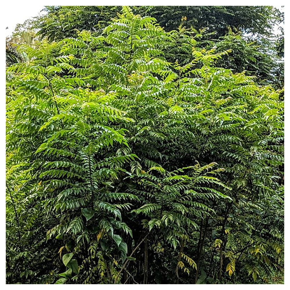Curry Leaf Plant Seeds for Planting – Heirloom, Non-GMO, High Germination Organic Herb Garden Seeds | Neera Seeds product photo [neera-v4-6023984441342c1c133e]