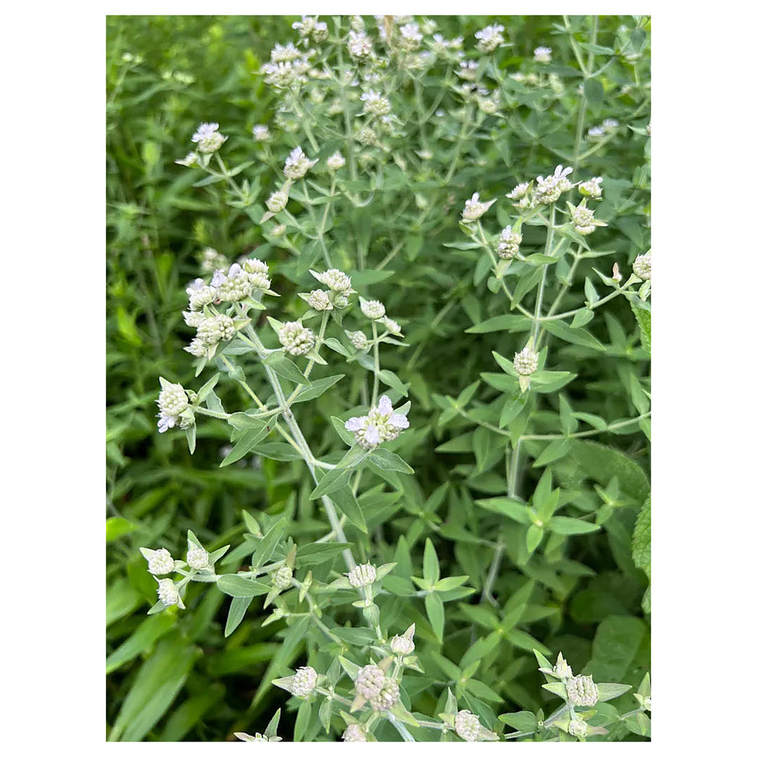 White Mountain Mint Flower Seeds for Planting - NON GMO Seeds | Neera Seeds product photo [neera-v4-6026ae145b11fa289350]