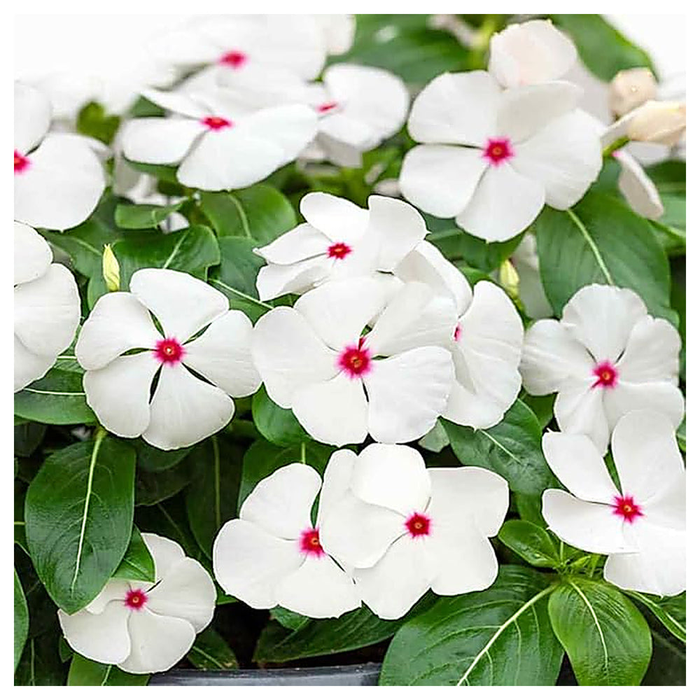 Heirloom Non-GMO Periwinkle Vinca Flower Seeds for Planting – Hardy Ground Cover Garden Blooms | Neera Seeds product photo [neera-v4-604343a045981e9027e7]