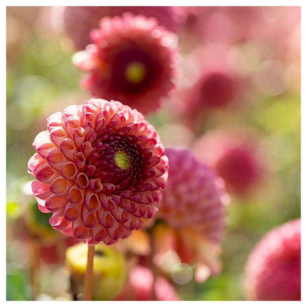 Heirloom Dahlia 'Burlesca' - Mini Ball Flower Seeds for Planting - Non-GMO Garden Seeds | Neera Seeds product photo [neera-v4-6049269f13a7880a1c4c]