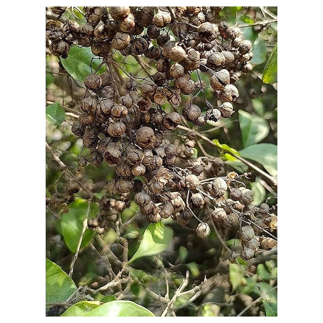 Brown Zanthoxylum Plant Seeds for Planting – Spicy Aromatic Tree Seeds | Neera Seeds product photo [neera-v4-6054e098e995acd57bce]