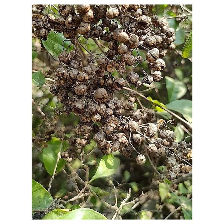 Brown Zanthoxylum Plant Seeds for Planting – Spicy Aromatic Tree Seeds | Neera Seeds product photo [neera-v4-6054e098e995acd57bce]
