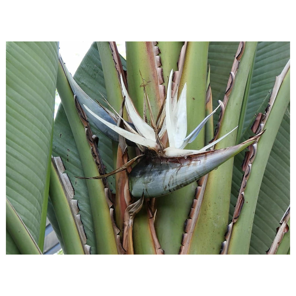 Heirloom Non-GMO White Strelitzia Reginae Houseplant Seeds for Planting – Exotic Bird of Paradise | Neera Seeds product photo [neera-v4-605af805554effe8b0c2]