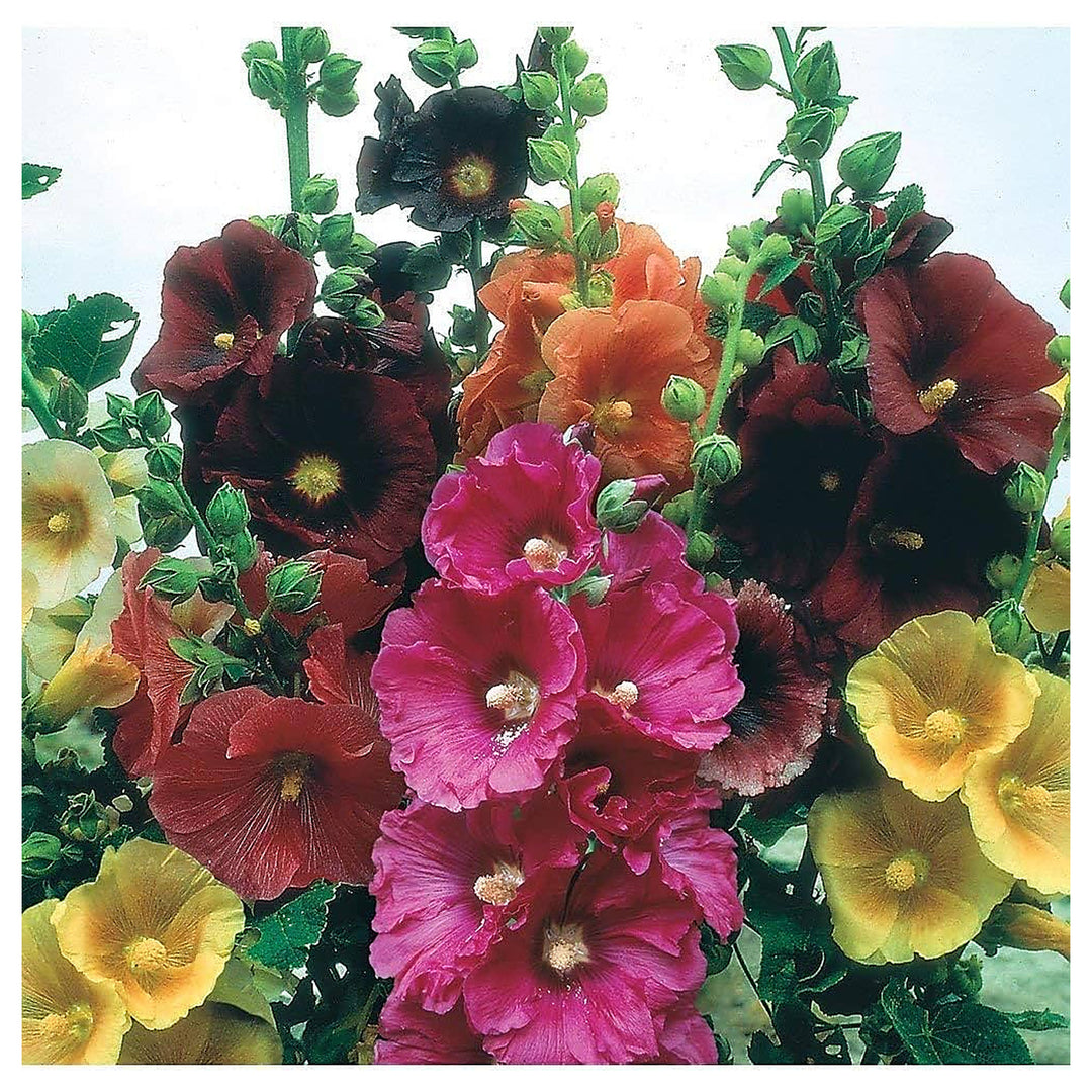 Hollyhock For Planting Alcea Rosea For Backyard Gardens And Flower Fences Flower Seeds for Home | Neera Seeds product photo [neera-v4-605c4d26e15d67a45929]
