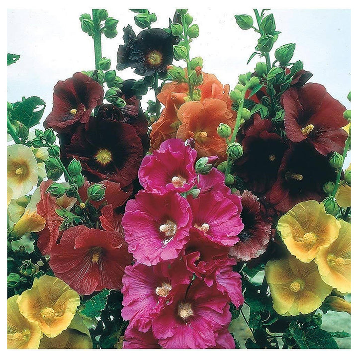 Hollyhock For Planting Alcea Rosea For Backyard Gardens And Flower Fences Flower Seeds for Home | Neera Seeds product photo [neera-v4-605c4d26e15d67a45929]