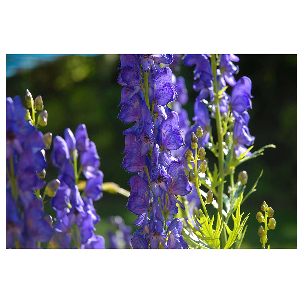 Blue Aconitum Flower Seeds for Planting – Heirloom Non-GMO High Germination Monkshood Blooms | Neera Seeds product photo [neera-v4-605e3f23e2aade7aed16]