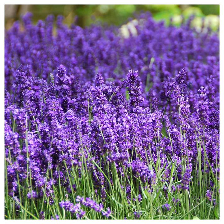 Heirloom Non-GMO Provence Lavender Flower Seeds for Planting – Pink Blooms, High Germination Organic Garden Seeds | Neera Seeds product photo [neera-v4-607fe54344bfbb6e0d41]