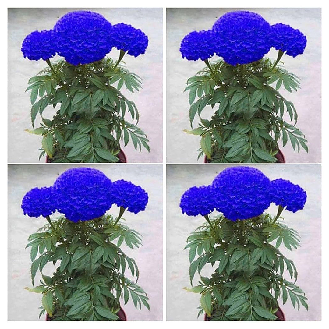Marigold Flower Seeds 100 pc for Planting 100 pcs | Neera Seeds product photo [neera-v4-608376fb594450c92ad8]