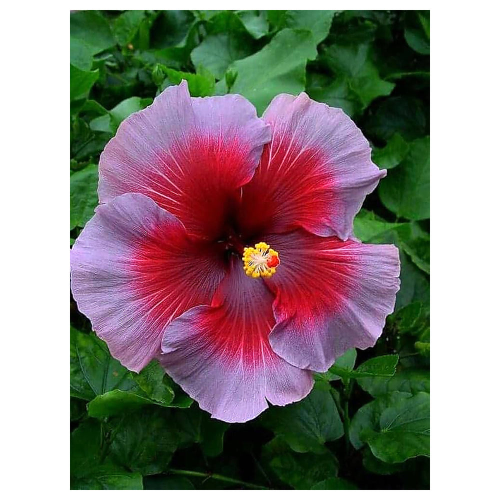 Ash Red Hibiscus Flower Seeds – Heirloom Non-GMO Seeds for Garden Planting | Neera Seeds product photo [neera-v4-60888cbbb112c772ac18]