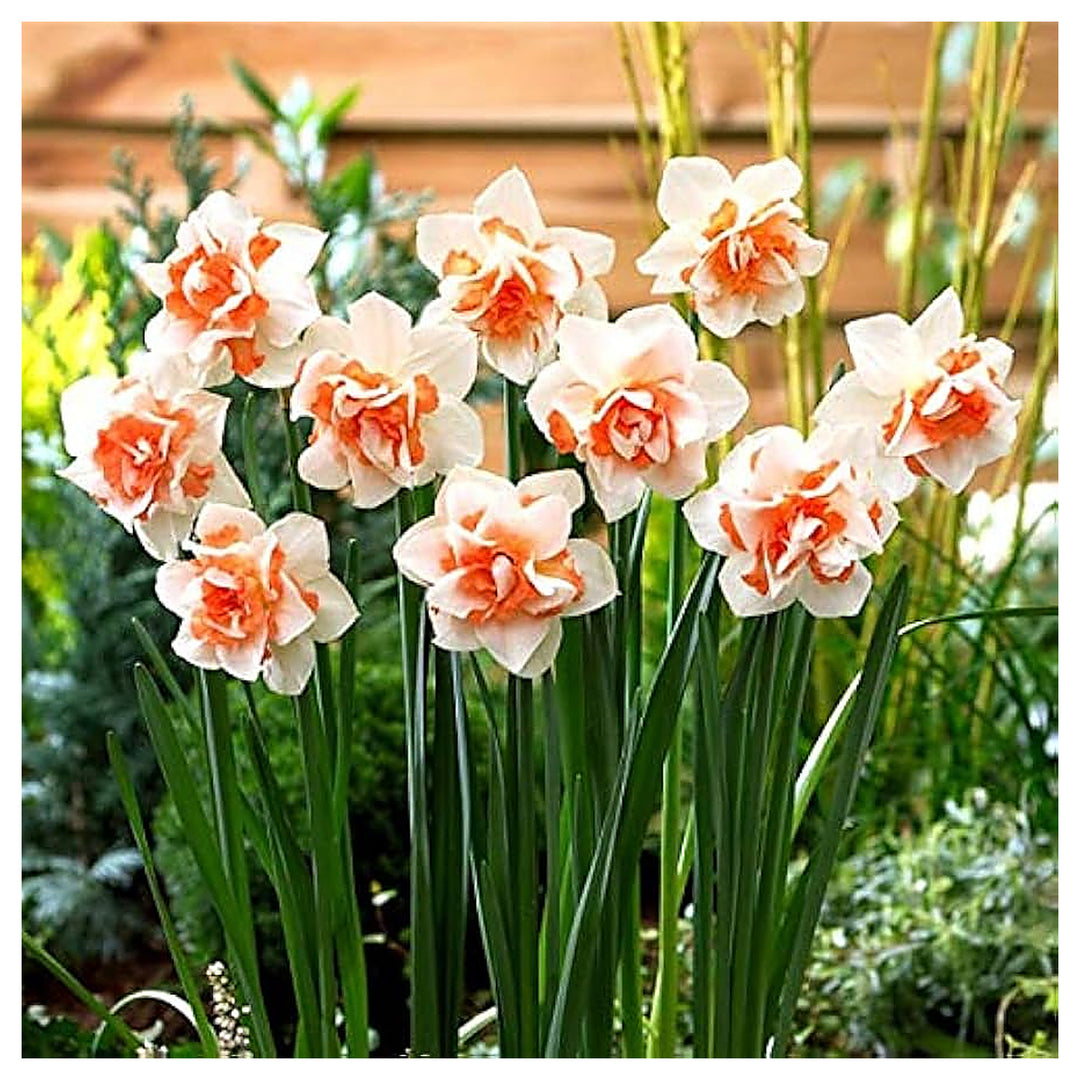 Heirloom Narciso Flower Seeds for Planting - Non-GMO Spring Bloom High Germination Organic Garden Seeds | Neera Seeds product photo [neera-v4-60890eceb7831b1cad39]