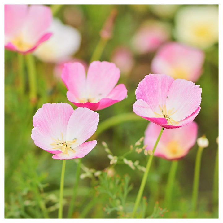 Purple Gleam California Poppy Flower Seeds for Planting – Heirloom &amp; Non-GMO Wildflower Garden Seeds | Neera Seeds product photo [neera-v4-608b6b2e555a64bc6751]