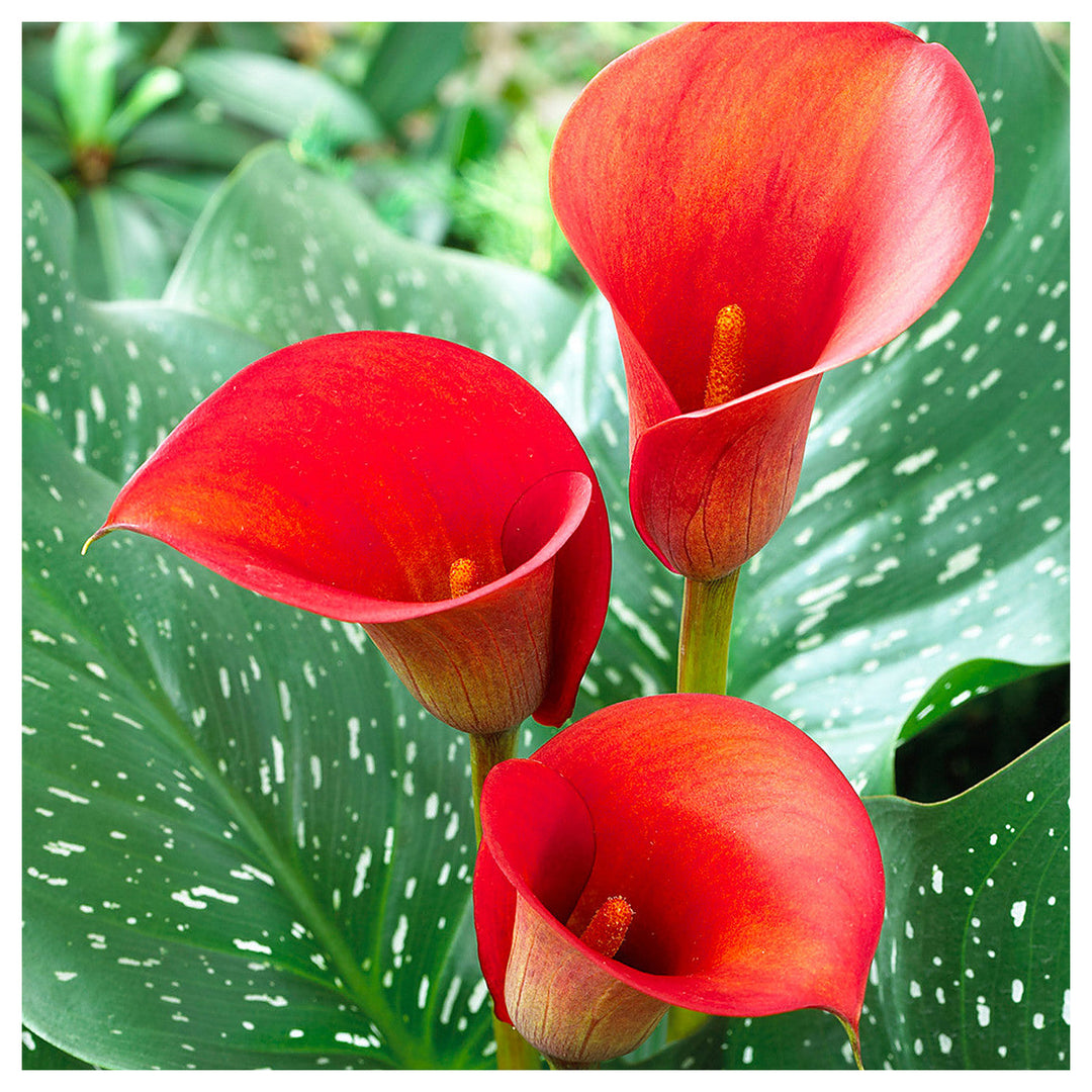 Heirloom Non-GMO Red Zantedeschia Aethiopica Flower Seeds for Planting – Elegant Calla Lily Blooms, High Germinatio | Neera Seeds product photo [neera-v4-60942dae77ce3cd3f249]