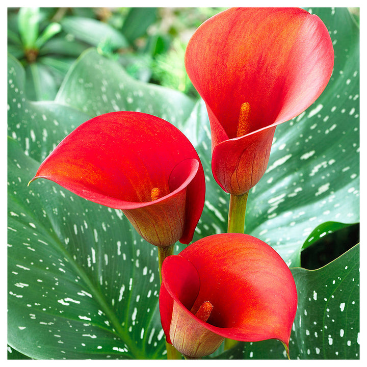 Heirloom Non-GMO Red Zantedeschia Aethiopica Flower Seeds for Planting – Elegant Calla Lily Blooms, High Germinatio | Neera Seeds product photo [neera-v4-60942dae77ce3cd3f249]
