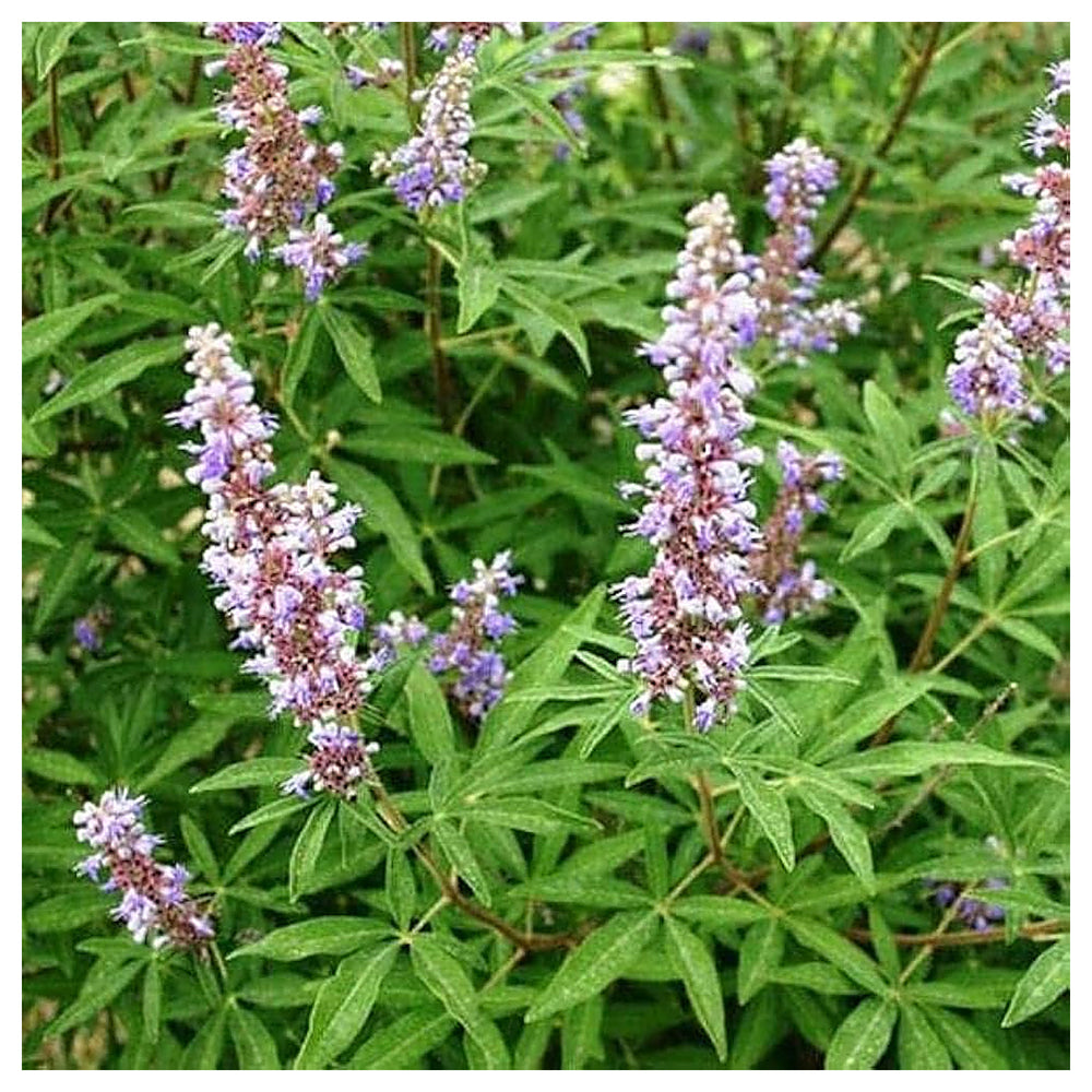 Nirgundi Plant Seeds for Planting – Heirloom, Non-GMO, High Germination Organic Garden Seeds for Medicinal and Herb | Neera Seeds product photo [neera-v4-6095f998d34a0ab22efb]