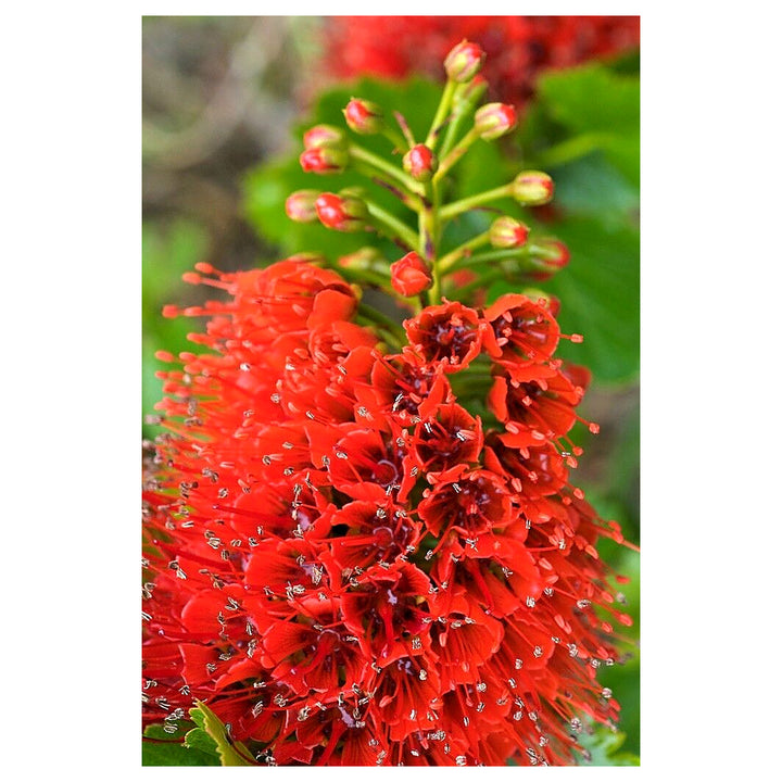 Red Greyia Sutherlandii Flower Seeds for Planting | Heirloom, Non-GMO, High Germination Organic Garden Seeds for Ex | Neera Seeds product photo [neera-v4-609d0a2c73a50a939000]