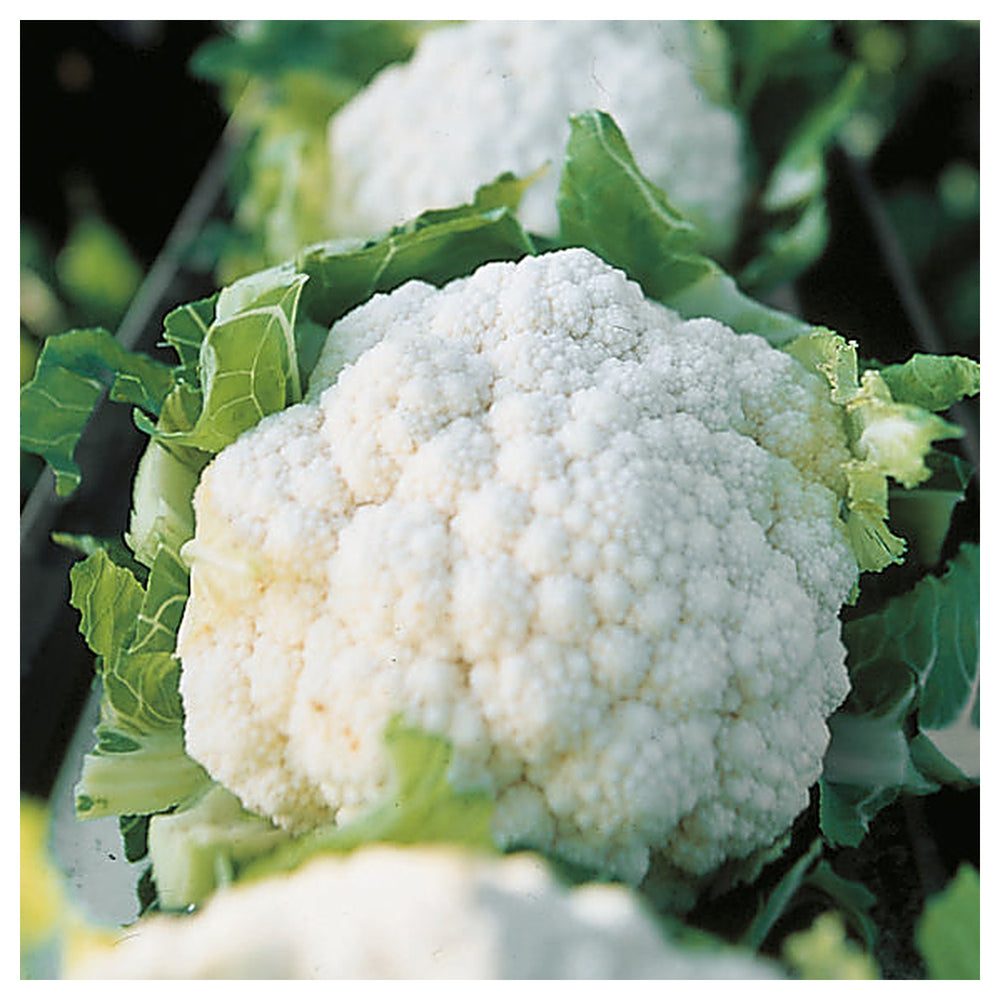 Tropical Cauliflower Vegetable Seeds for Planting – Heat-Tolerant, High Yield Indian Variety for Home Garden & Orga | Neera Seeds product photo [neera-v4-609ec0ca897755b29005]