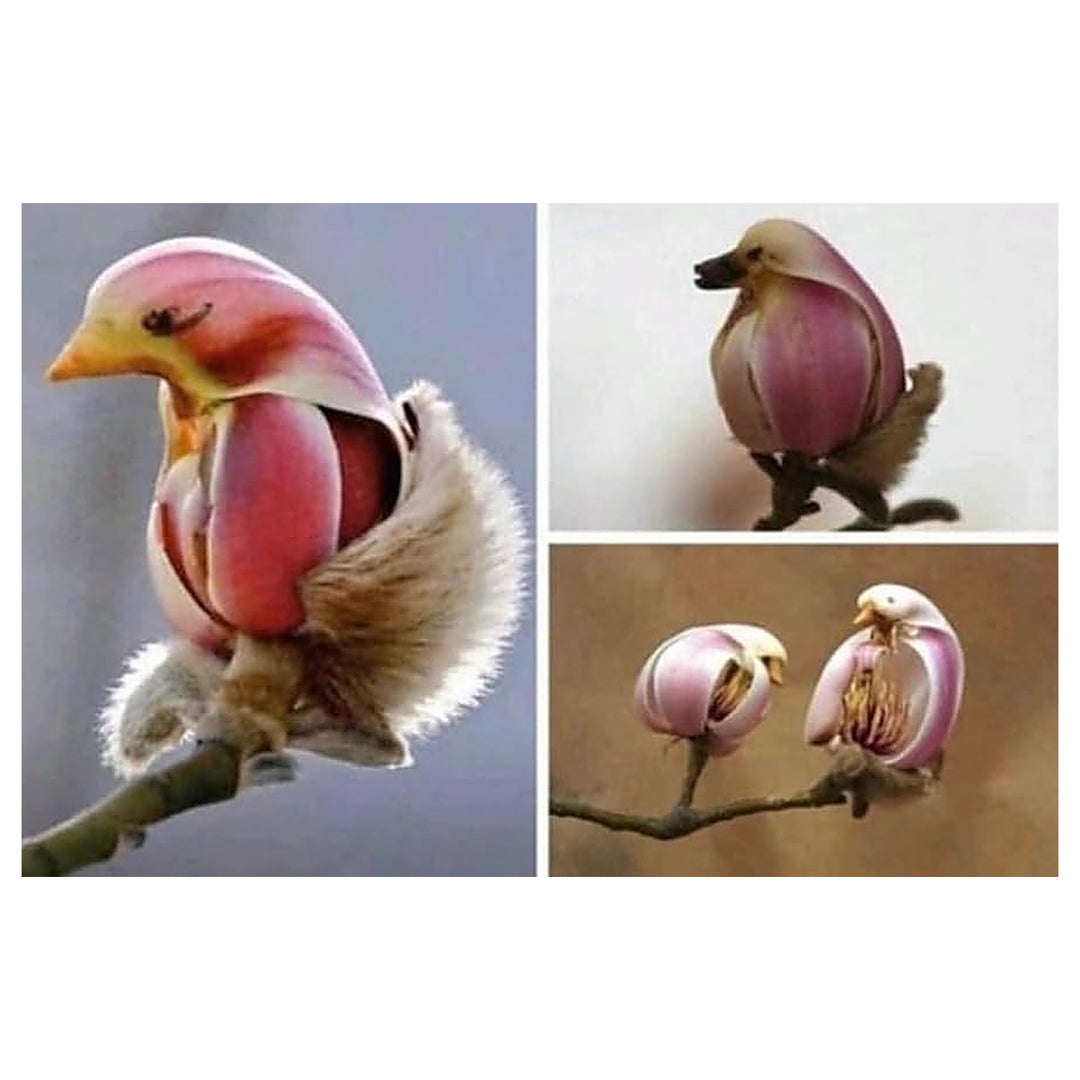 Red Dark Yulan Magnolia Flower Gorgeous Blooms Flower Seeds Home Garden Planting, Lush Organic | Neera Seeds product photo [neera-v4-60a34a8cea4441b097ea]