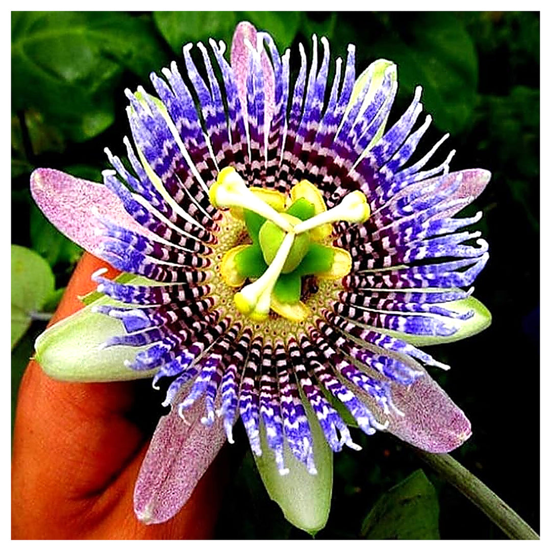 Passiflora Passion Flower For Growing Rare Passionfruit Bonsai Or Vines Flower Seeds for Home | Neera Seeds product photo [neera-v4-60a666b1f06429b41718]