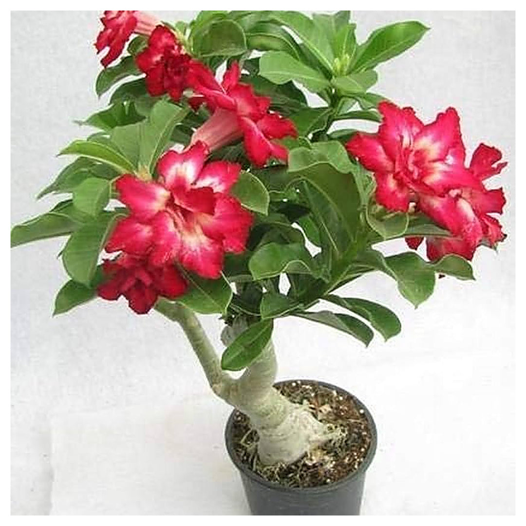 Spring Bonsai Ball Types Of Mix Flowers Yard Garden Flower Seeds Home Garden Planting, | Neera Seeds product photo [neera-v4-60b347f0ed53dfcdd9ba]
