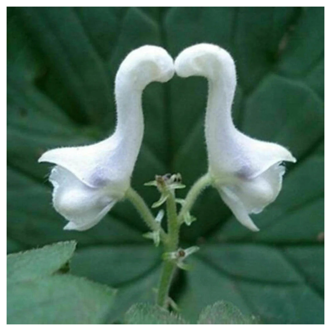 Heirloom Non-GMO White Swan Flower Seeds – Elegant Garden Blooms for Planting | Neera Seeds product photo [neera-v4-60b5edf6611417f484f9]