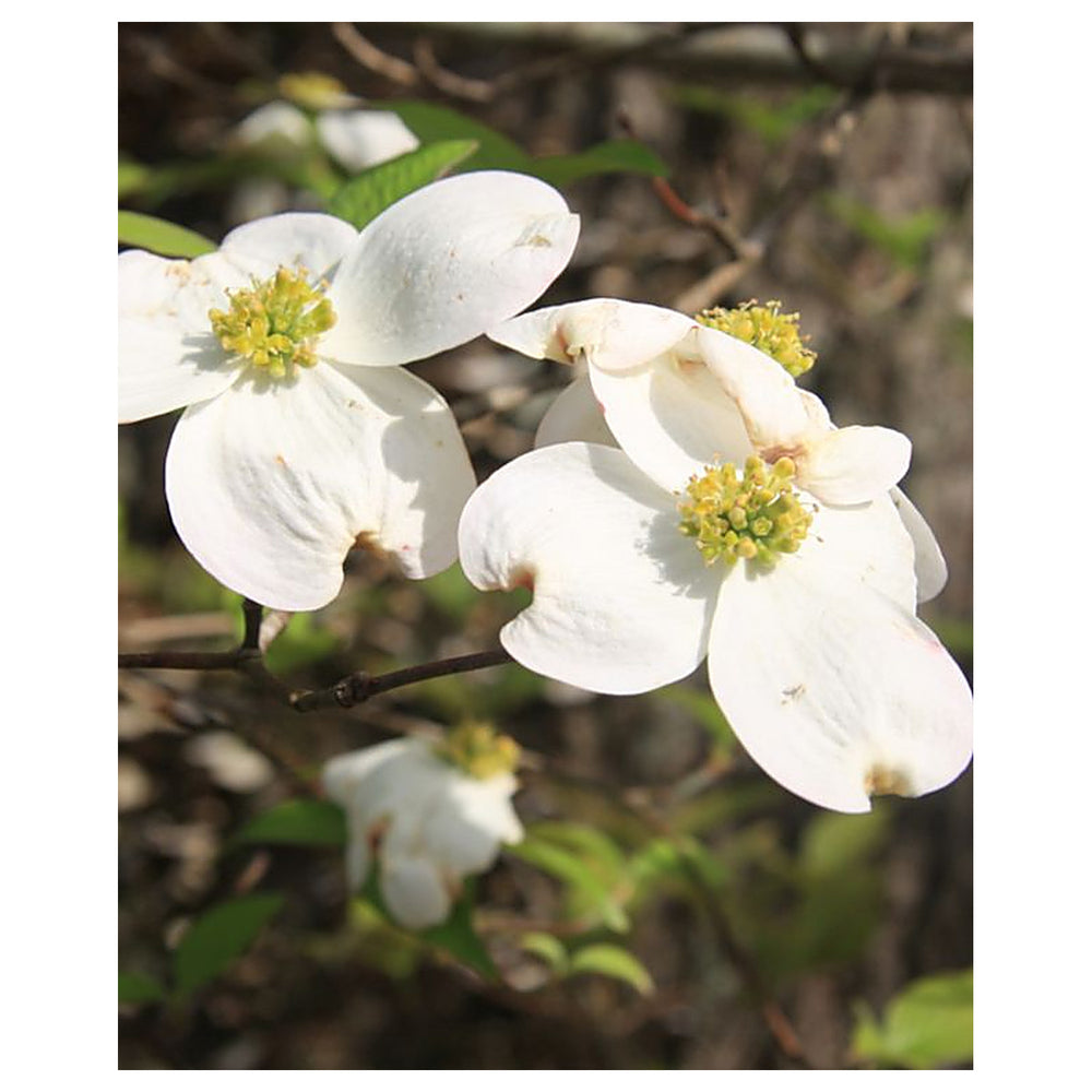 Heirloom Non-GMO Cornus Flower Seeds for Planting – High Germination Organic Dogwood Garden Seeds | Neera Seeds product photo [neera-v4-60c1ab99618fafefcbf7]