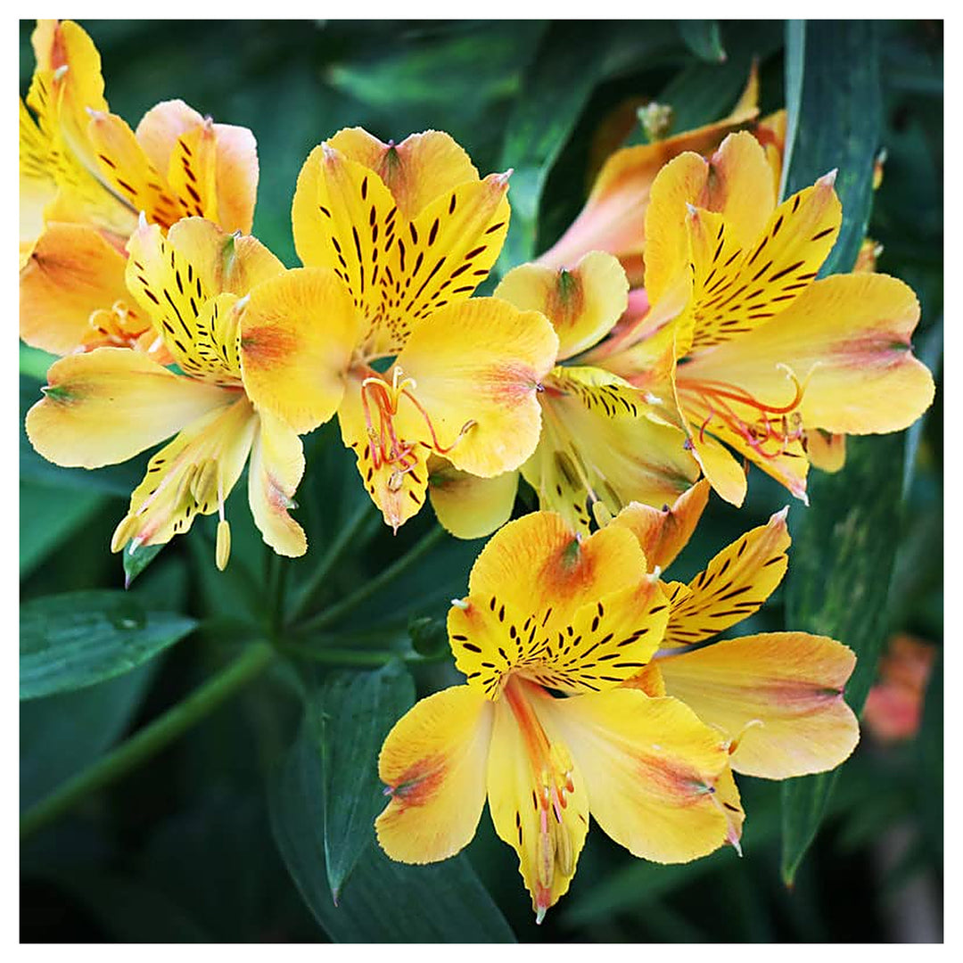 Peruvian Lily Alstroemeria Planting Flower Seeds Heirloom Non-GMO High Germination Organic Garden Seeds for Home Ga | Neera Seeds product photo [neera-v4-60c5241f61fa9f3484a4]
