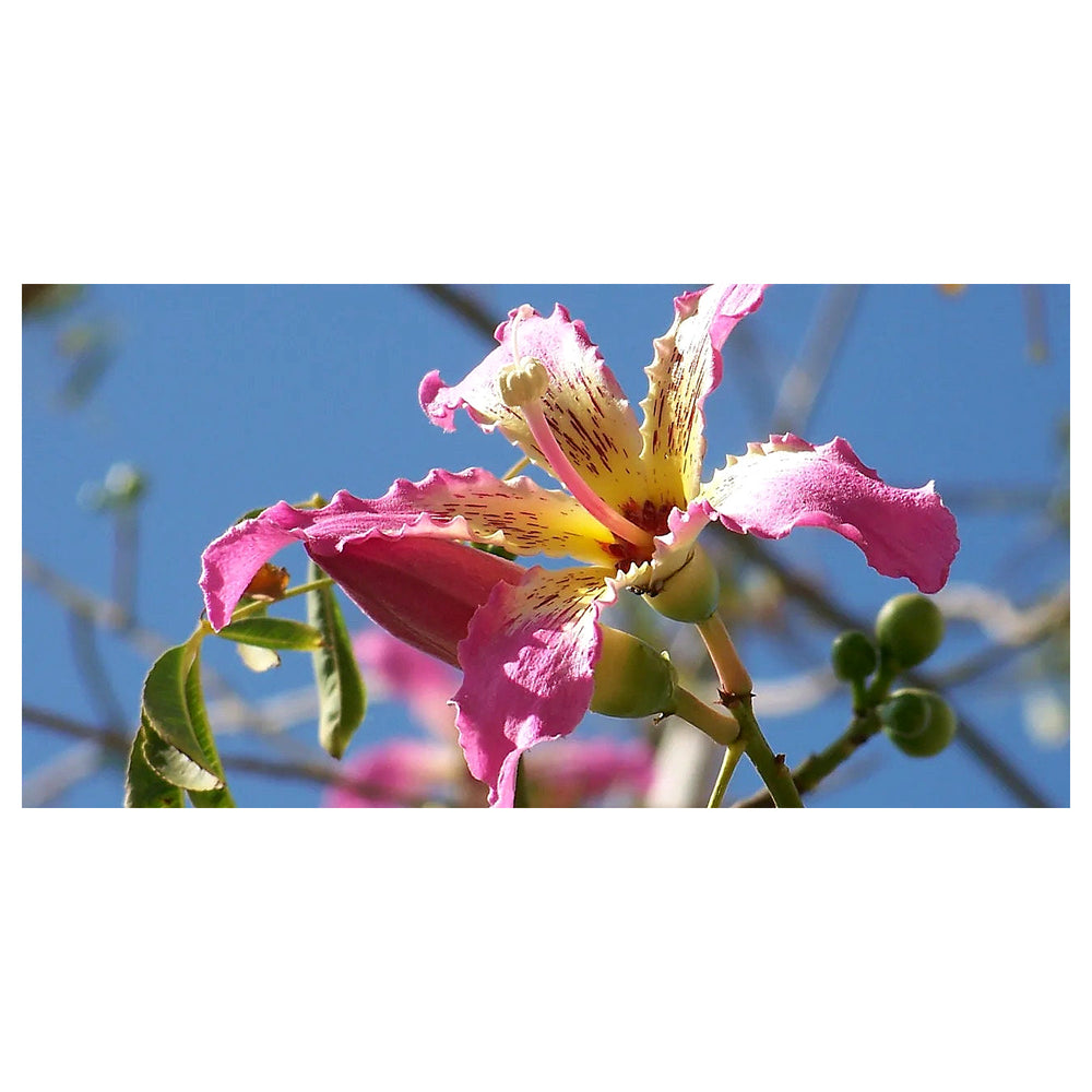 Chorisia Insignis Flower Seeds for Planting – Beautiful Silk Floss Tree Blooms | Neera Seeds product photo [neera-v4-60d932a933ecea8a52ae]