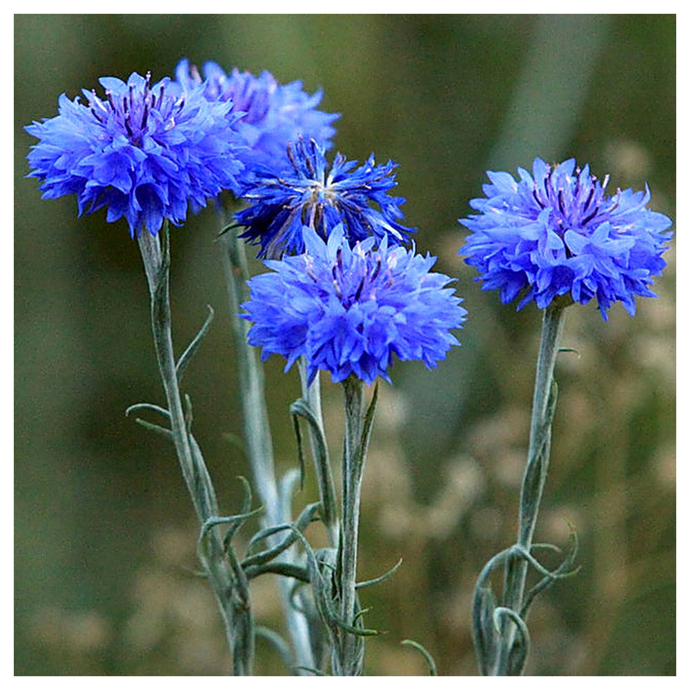 Organic Heirloom Purple Centaurea Cyanus Flower Seeds for Planting – Non-GMO Cornflower Blooms, High Germination | Neera Seeds product photo [neera-v4-60e22175f07fe5315cfb]