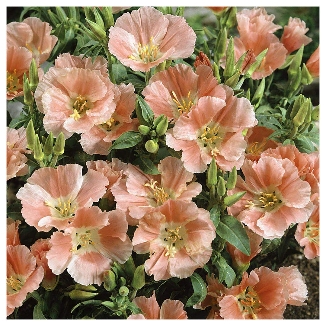 Godetia Grand Azaleaflora Sybil Sherwood Planting Salmon Double Flowers Flower Seeds Home | Neera Seeds product photo [neera-v4-60ede07670d9335b21ab]