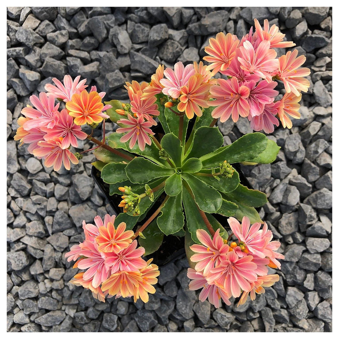 Heirloom Lewisia Cotyledon Flower Seeds, Non-GMO Colorful Rock Garden Blooms for Planting | Neera Seeds product photo [neera-v4-60fde47ca0c00b942e79]