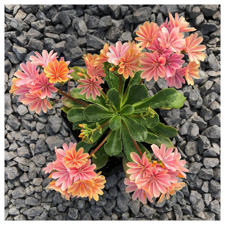 Heirloom Lewisia Cotyledon Flower Seeds, Non-GMO Colorful Rock Garden Blooms for Planting | Neera Seeds product photo [neera-v4-60fde47ca0c00b942e79]