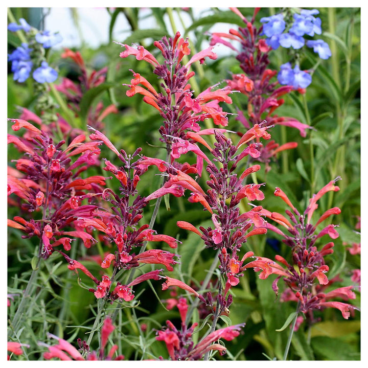 Hummingbird Mint For Planting Agastache Spp For Flower Beds And Pollinator Gardens Flower Seeds for | Neera Seeds product photo [neera-v4-6104c1dc2d639de4bf42]