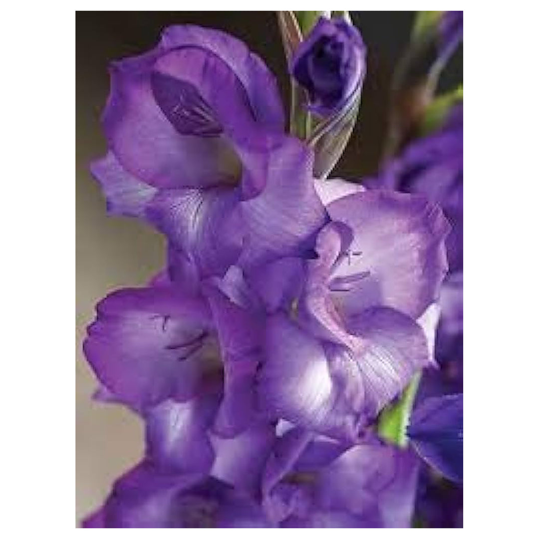 White Purple Gladiolus Flower Seeds – Heirloom, Non-GMO, for Colorful Garden Planting | Neera Seeds product photo [neera-v4-6113b679f7376115f888]