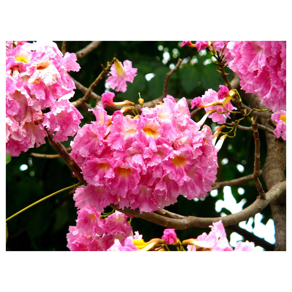 Pink Hatiora Rosea Plant Seeds for Planting – Heirloom Non-GMO High Germination Garden Seeds | Neera Seeds product photo [neera-v4-6114043173936b178615]