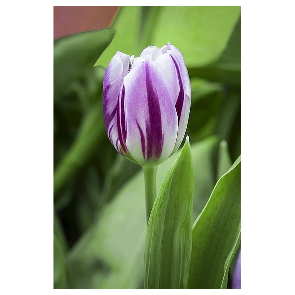White Purple Flower Seeds for Planting - Heirloom Non-GMO High Germination Organic Garden Seeds | Neera Seeds product photo [neera-v4-611adde527a7a930b07c]