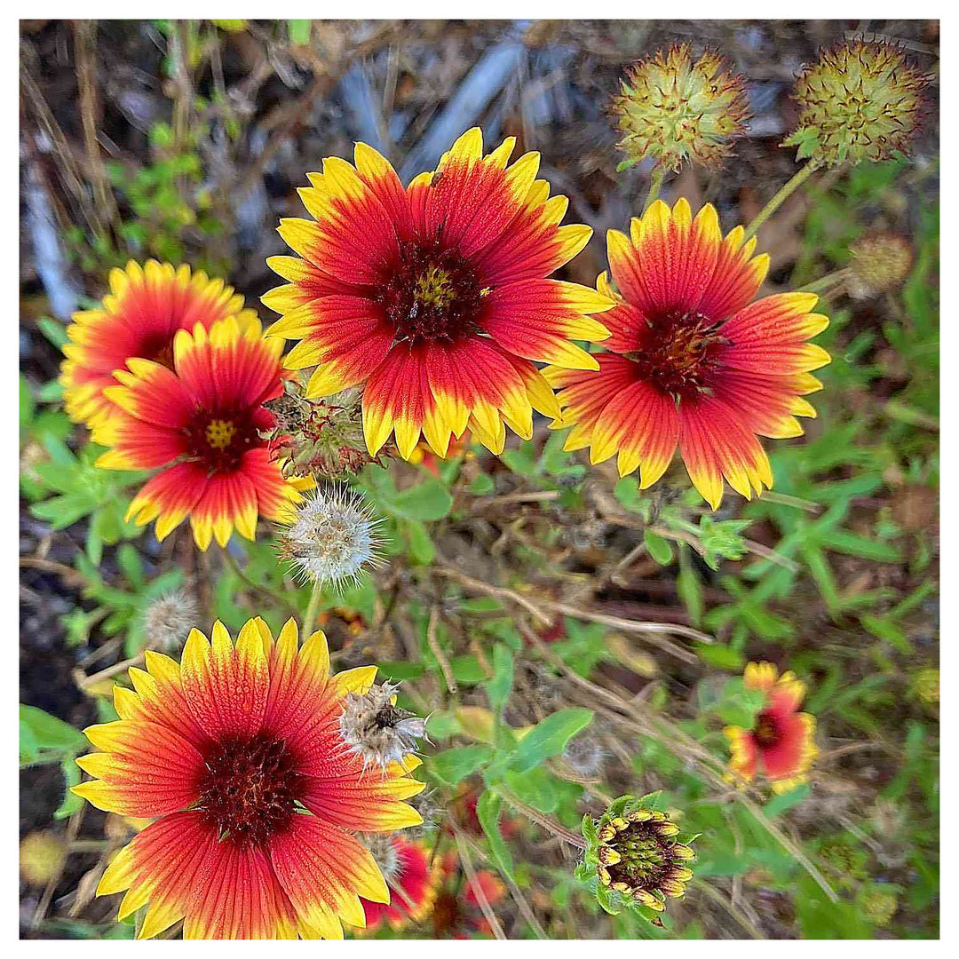 Heirloom Non-GMO Indian Blanket Flower Seeds for Planting – Drought-Tolerant Wildflower Garden Blooms | Neera Seeds product photo [neera-v4-611ccc98a9bdc388ef16]