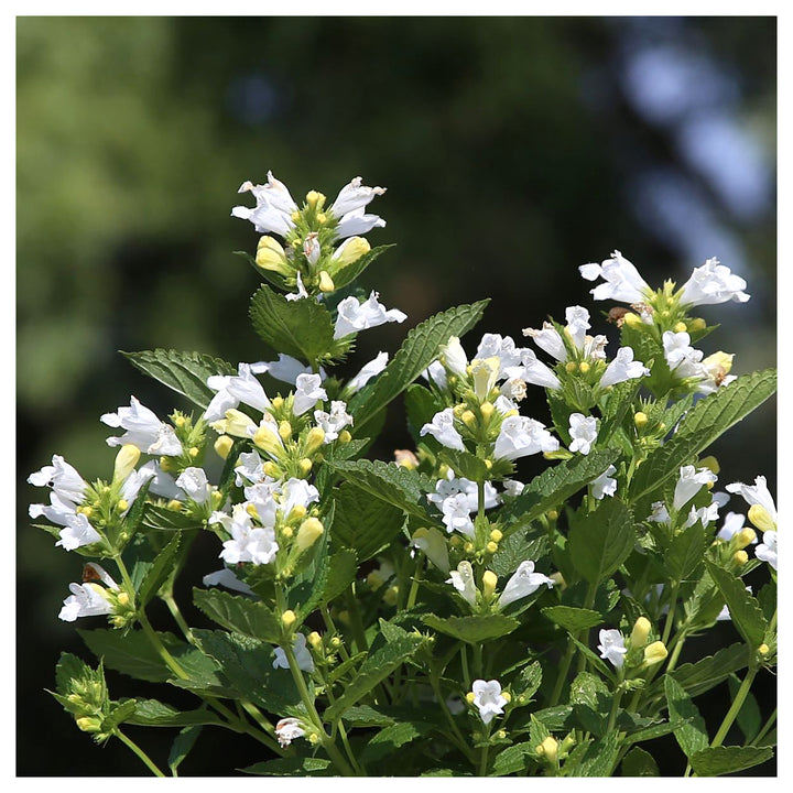 Catmint Snow Panther (Nepeta subsessilis) Plant Seeds – Heirloom, Non-GMO, Organic Garden Seeds for Planting | Neera Seeds product photo [neera-v4-612b5aa73b5cd3885ab1]