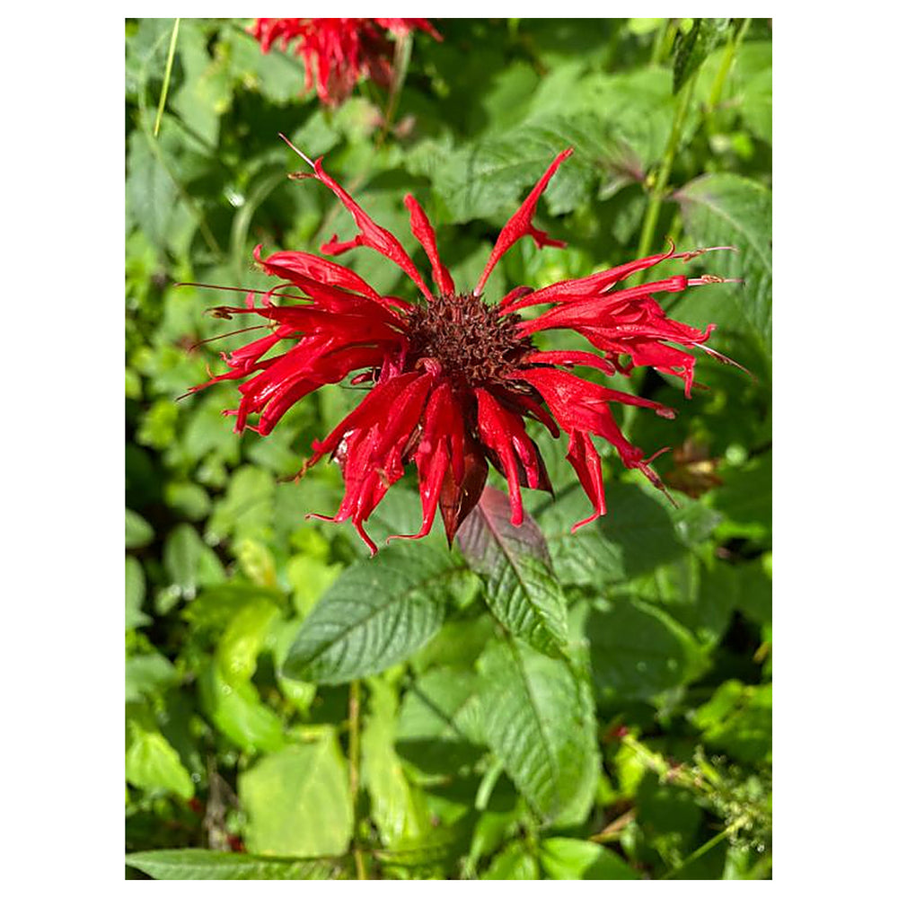 Heirloom Monarda Flower Seeds, Non-GMO Bee Balm Blooms for Pollinator-Friendly Garden Planting | Neera Seeds product photo [neera-v4-6130f2d32c868c960977]
