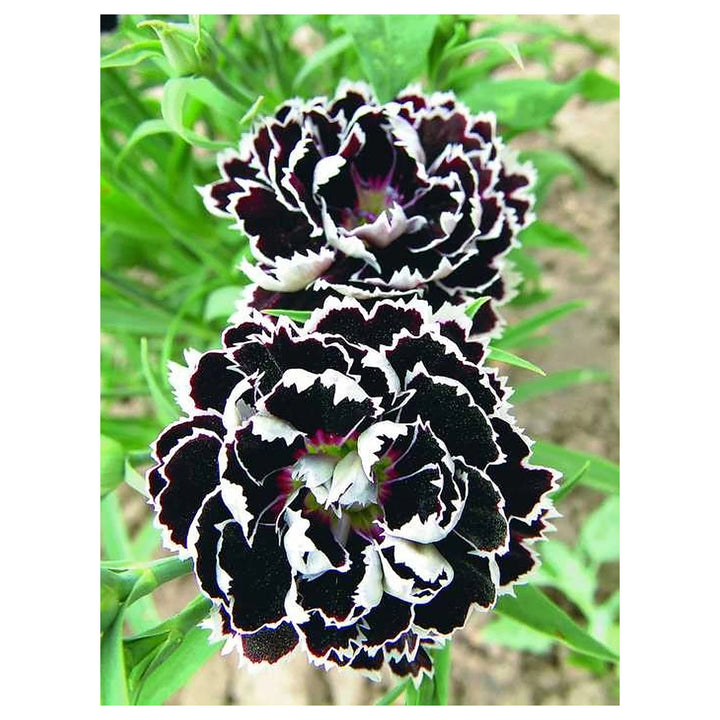 Dianthus Chianti Clove Flower Seeds for Planting - Heirloom Non-GMO High Germination Organic Garden Seeds | Neera Seeds product photo [neera-v4-613250f2ba8890171906]