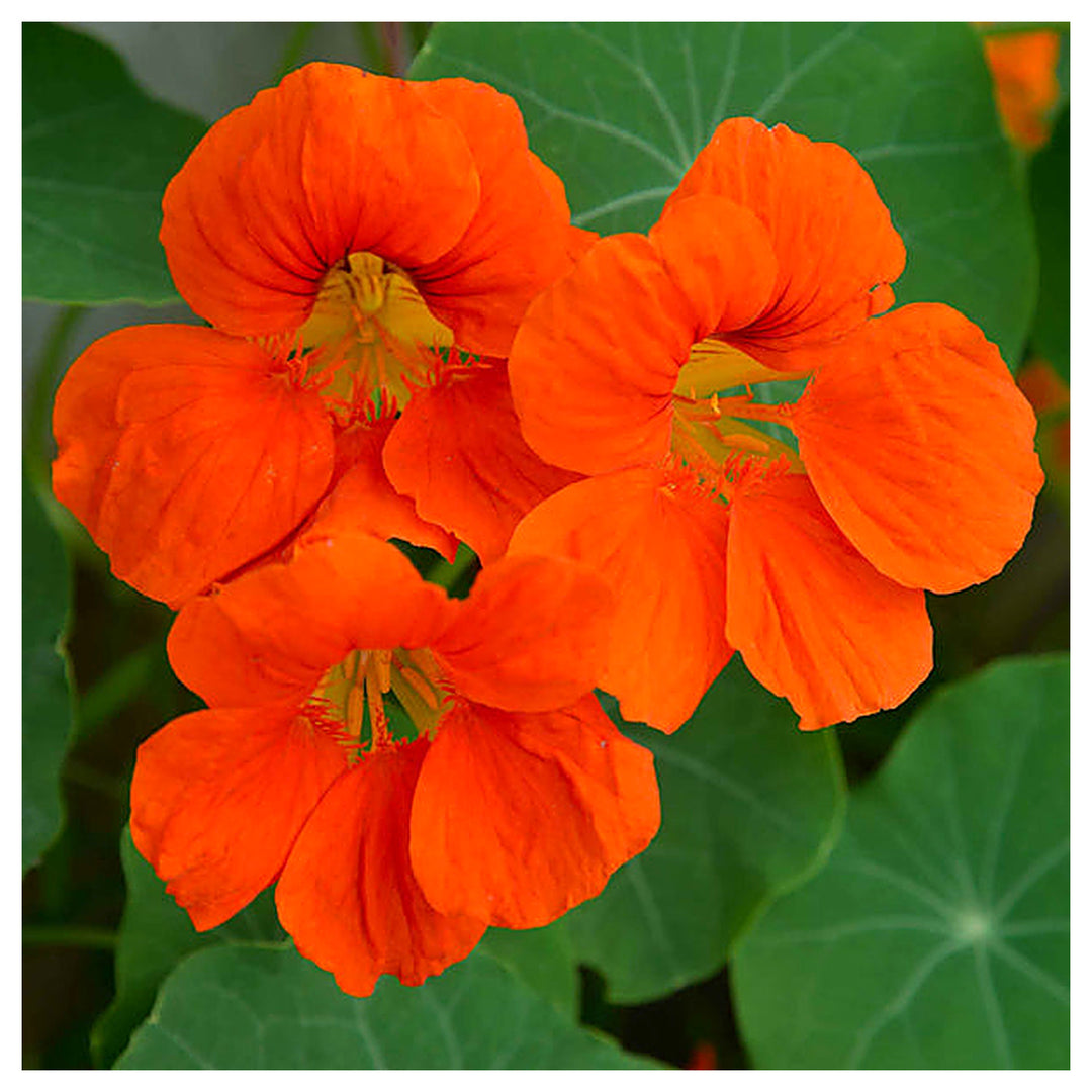 Organic Heirloom Non-GMO Orange Nasturtium Seeds for Planting – Bright Garden Blooms | Neera Seeds product photo [neera-v4-61344b6bf1aeabc48e90]