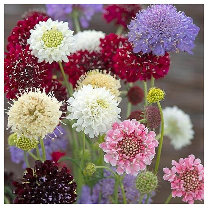 Yellow Scabious Flower Seeds for Planting – Bright, Bee-Friendly Blooms | Neera Seeds product photo [neera-v4-613b000bf784e7975ba7]