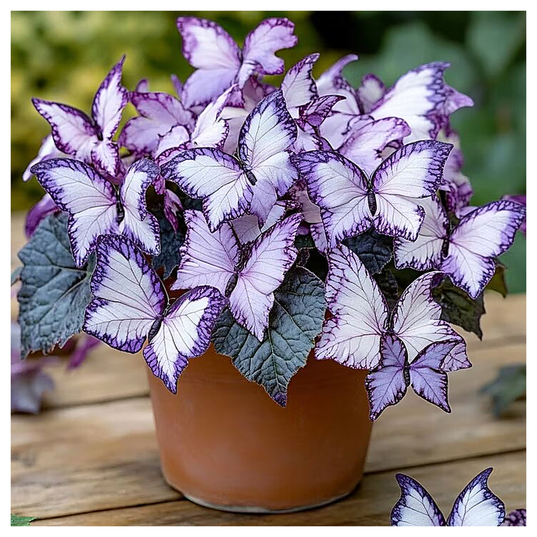 Moonlight Butterfly Begonia Flower Seeds Heirloom Non-GMO High Germination Seeds for Planting | Neera Seeds product photo [neera-v4-613df1daa202f0839863]
