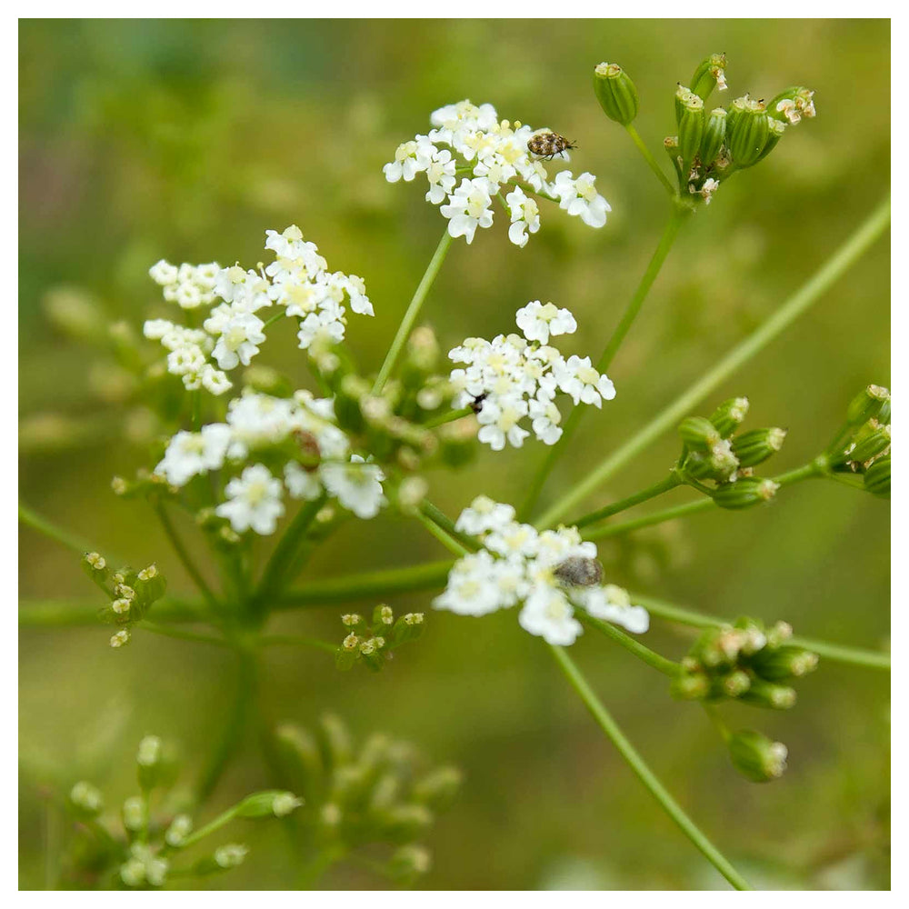 Caraway Seeds for Planting – Heirloom, Non-GMO Aromatic Herb for Culinary and Pollinator Gardens | Neera Seeds product photo [neera-v4-6160e79c58b703dcfa06]