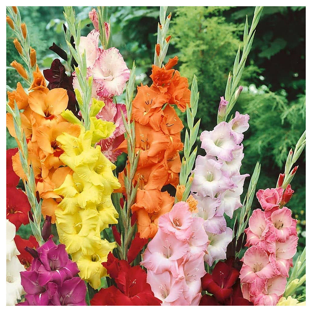 Heirloom Non-GMO Gladiolus Flower Seeds – White & Pink Blooms for Planting | High Germination Organic Garden Seeds | Neera Seeds product photo [neera-v4-616626f75da51d37c76b]