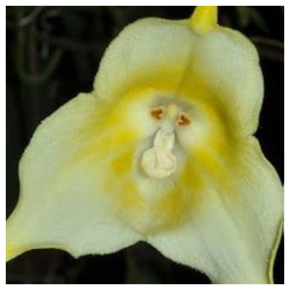 Light Green Monkey Face Orchid Seeds for Planting - Heirloom Seeds for Home Garden, GMO Free | Neera Seeds product photo [neera-v4-6177c9be298fa749c59f]