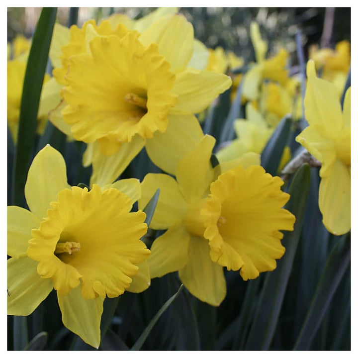 Light Yellow Narcissus Seeds for Planting, NON GMO Seeds | Neera Seeds product photo [neera-v4-61799f942630a53d9213]