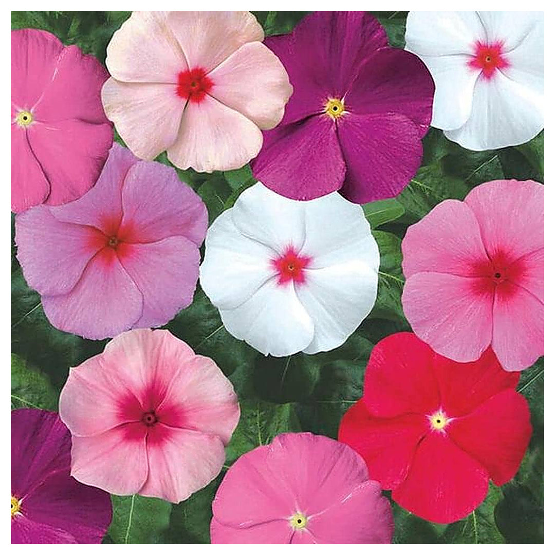 Heirloom Non-GMO Vinca Flower Seeds for Planting – Mixed Colors, Easy-Grow Annual Blooms, Organic Garden Seeds | Neera Seeds product photo [neera-v4-617fa37153397b349cce]